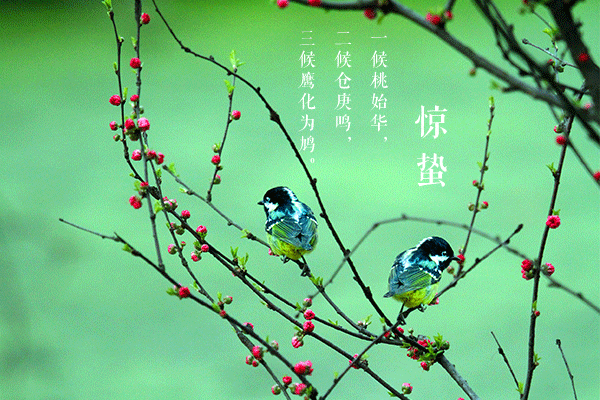 4.gif