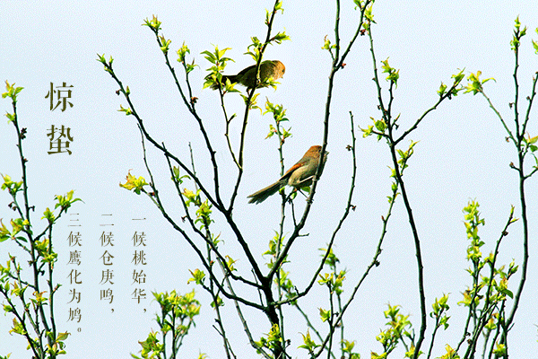 6.gif